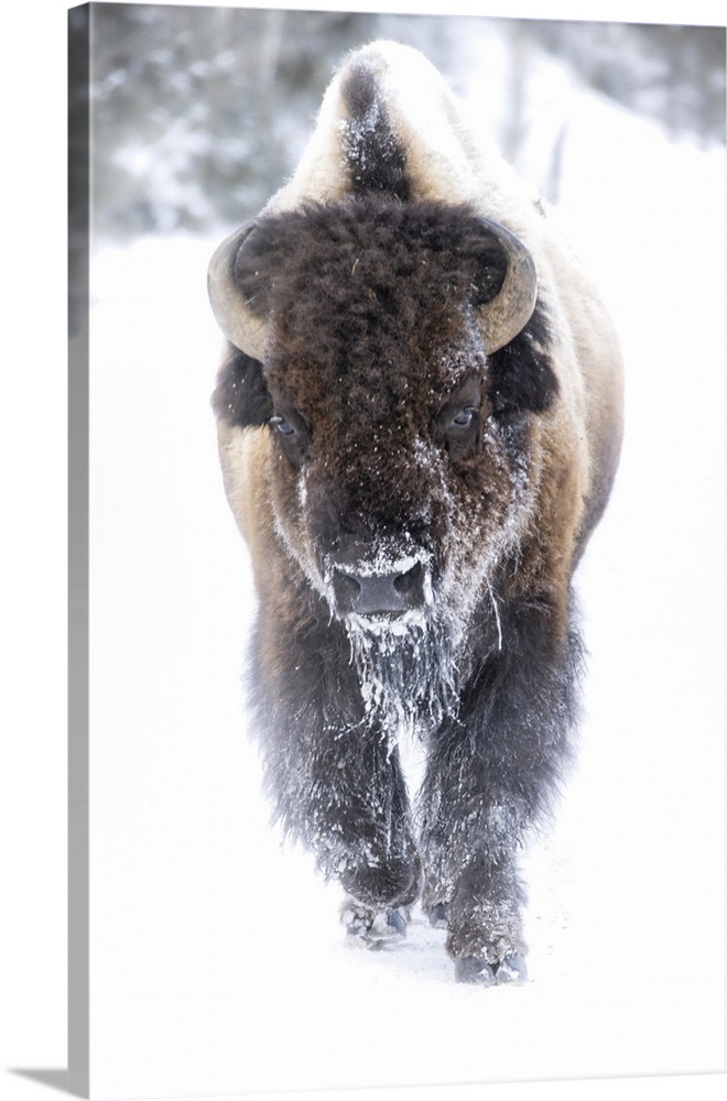 Buffalo in winter in the Northern Range of Yellowstone National Park.