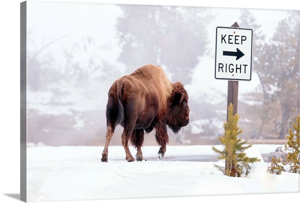 Buffalo looking for Direction. Yellowstone National Park. Wyoming.