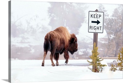 Buffalo Looking For Direction, Yellowstone National Park, Wyoming