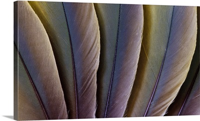 Buffon's Macaw feather design