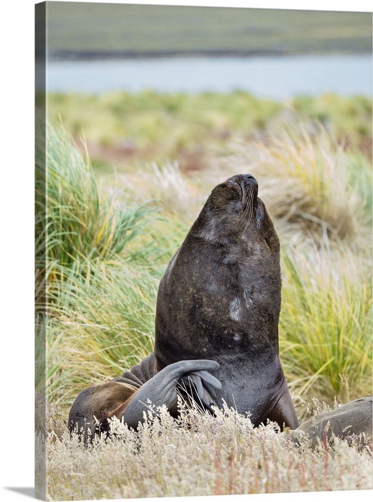Bull and female Patagonian sea lion in tussock belt, Falkland Islands.