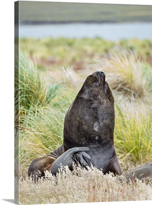 Bull And Female Patagonian Sea Lion In Tussock Belt, Falkland Islands