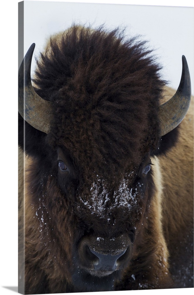 Bull bison.