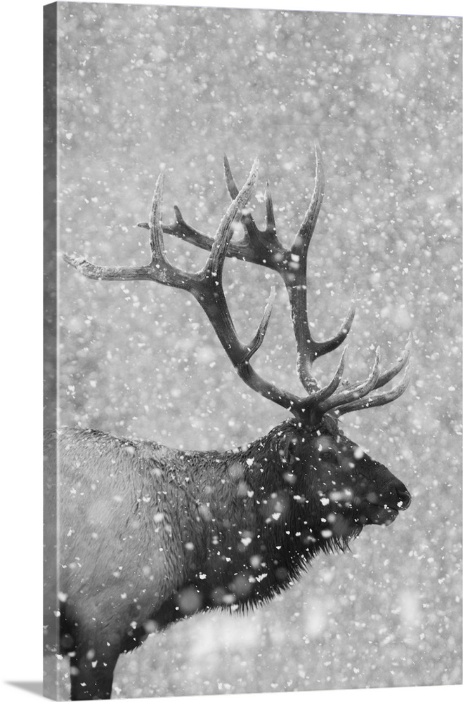 Bull elk, autumn snow.