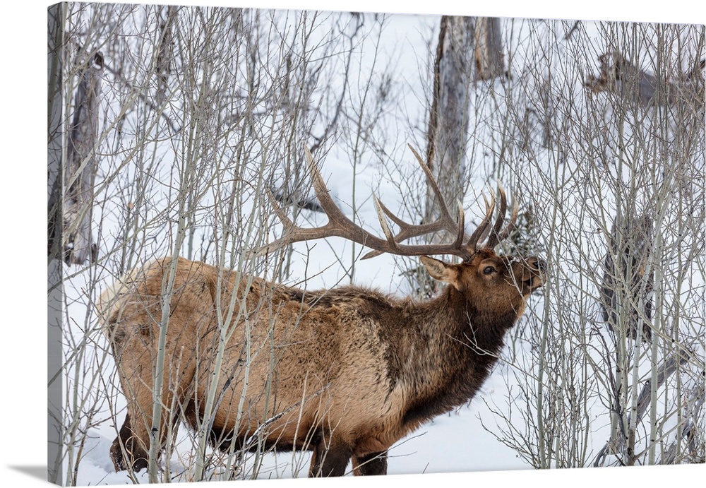 Bull elk feeding on branches during long winter in Yellowstone National Park, Wyoming, USA