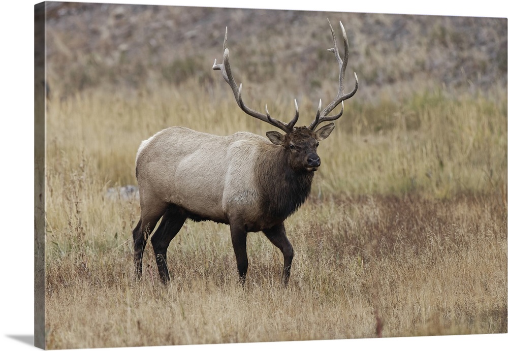 Bull elk or wapiti in meadow, Yellowstone National Park, Wyoming. United States, Wyoming.