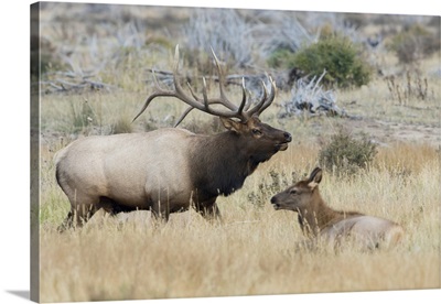 Bull Elk Patrolling