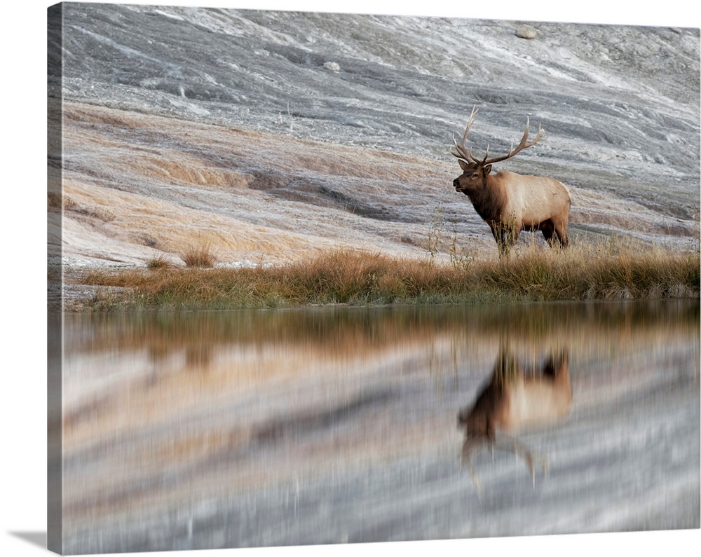 Bull Elk reflecting on pond at base of Canary Spring, Yellowstone National Park, Montana/Wyoming
