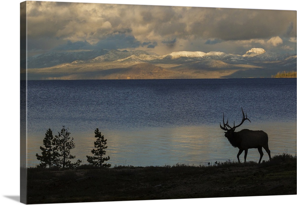 Bull elk silhouette at Yellowstone, Wyoming, USA.