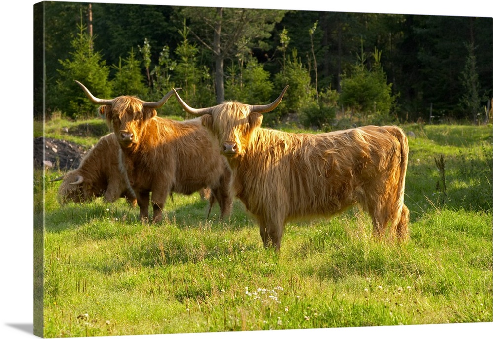 Bull Hairy Highland longhorn cattle. Brown Smaland region. Sweden, Europe.