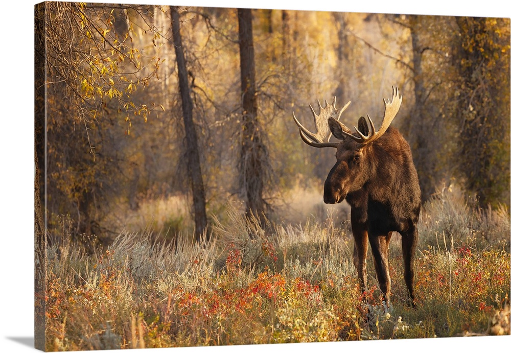 Bull moose in autumn, Grand Teton National Park, Wyoming. United States, Wyoming.