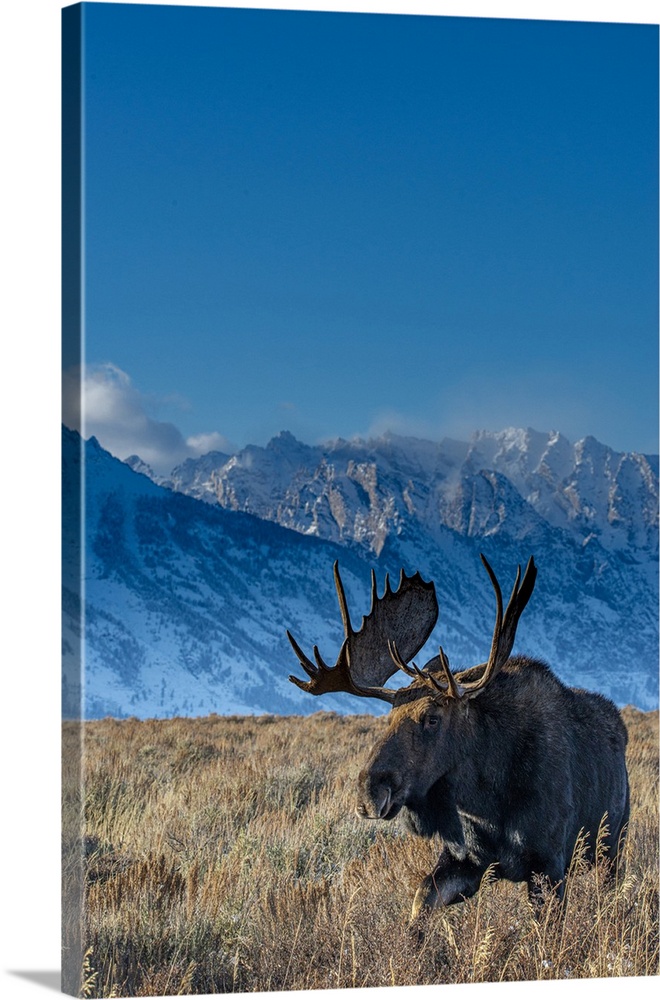 Bull moose portrait with grand Teton national park in background, Wyoming.
