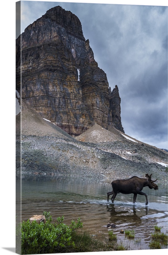 Bull Moose walking through Sunburst Lake, Assiniboine Provincial Park.