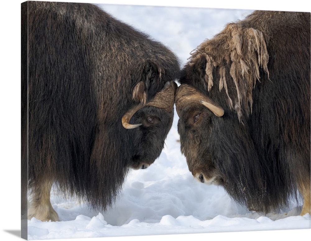 Bulls fighting. muskox in deep snow during winter. Scandinavia, Norway, Bardu, Polar Park.