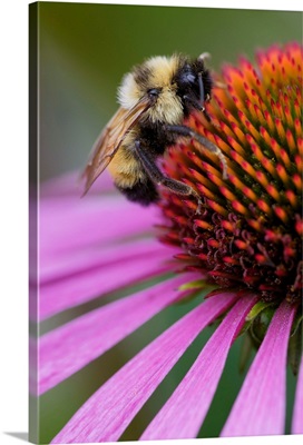 Bumble bee on aster, New Hampshire, Bombus sp