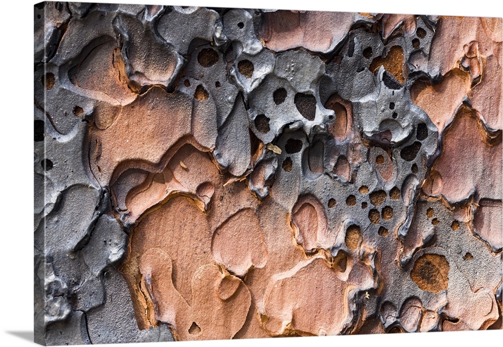 Burnt bark of a Ponderosa Pine tree (Pinus  ponderosa) after a controlled burn in Yosemite Valley, Yosemite National Park,...