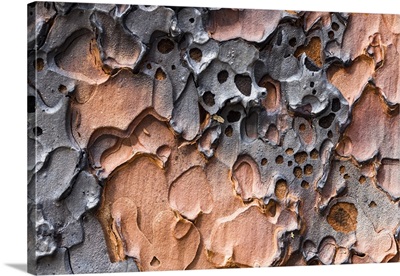 Burnt bark of a Ponderosa Pine tree after a controlled burn in Yosemite Valley