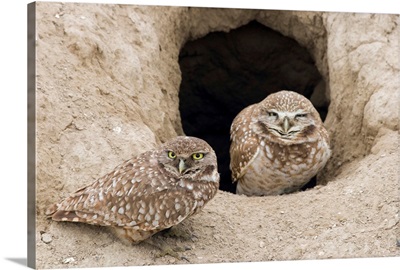 Burrowing Owls At Nest Entrance
