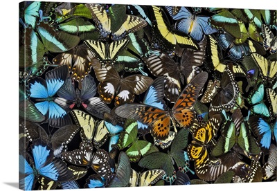 Butterflies Grouped Together To Make Pattern, Sammamish, Washington State