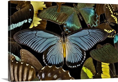 Butterflies Grouped Together To Make Pattern With African Blue (Papilio Zalmoxis)