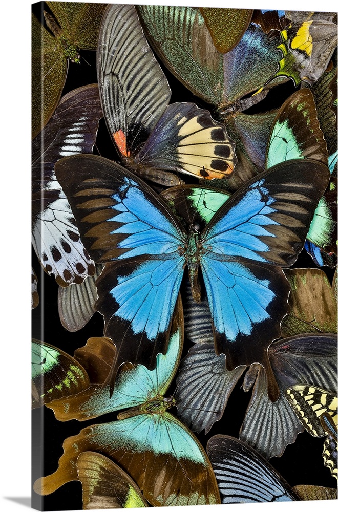 Butterflies grouped together to make pattern with mountain blue swallowtail, Sammamish, Washington State