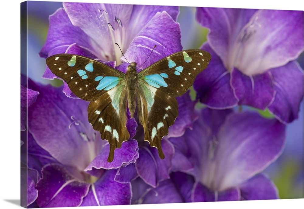Butterfly Graphium Stresemanni.