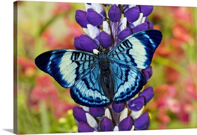 Butterfly, Panacea Procilla On Lupine, Bandon, Oregon