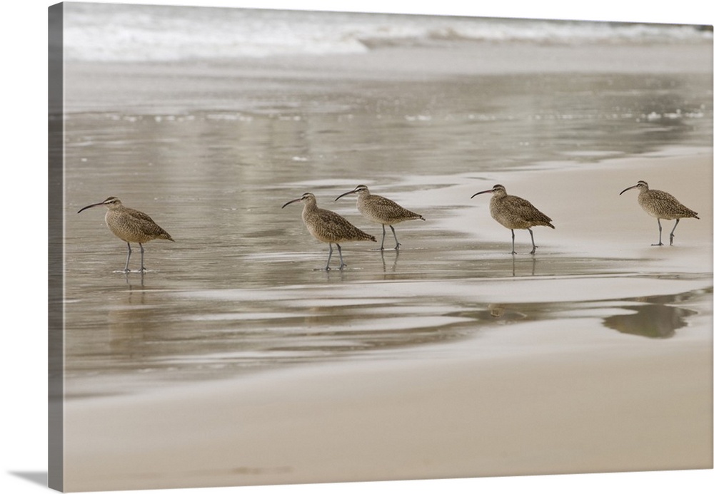 USA, CA, Pismo Beach. Whimbrels (Numenius phaeopus) parade early morning fog at low tide