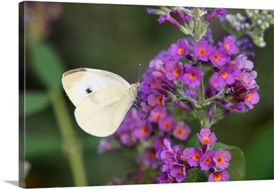 Cabbage White (Pieris rapae) on Butterfly Bush (Buddleja davidii) Marion Co. IL