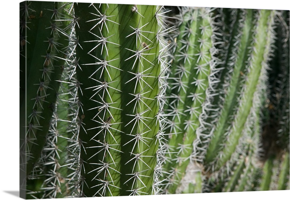 ABC Islands-BONAIRE-Rincon:.Cactus Detail of the Cactus Fence arouond the Cactus Fence Country Club
