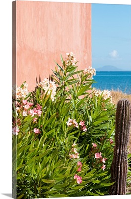Cactus, Flowering Plants, Isla Coronado Horizon In Sea Of Cortez, Loreto Bay, Mexico