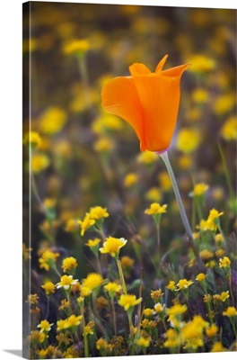 California, Antelope Valley near Lancaster, poppy close up