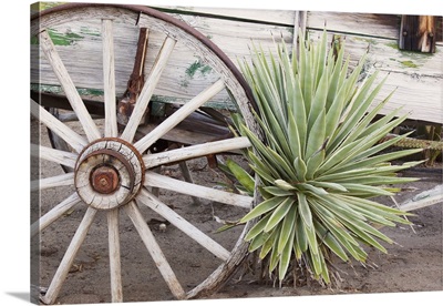 California, Anza-Borrego Desert State Park, desert agave plant and wagon