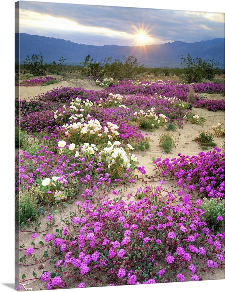 USA, California, Anza-Borrego Desert State Park. Sand verbena and dune primrose wildflowers at sunset.