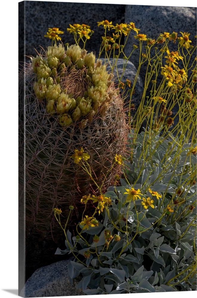 North America, USA, California. Brittlebush (Encalia farinosa), and California Barrel Cactus (Ferocactus cylindracaus) in ...