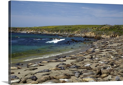 California, Big Sur, Piedras Blancas elephant seal rookery, Northern Elephant Seals