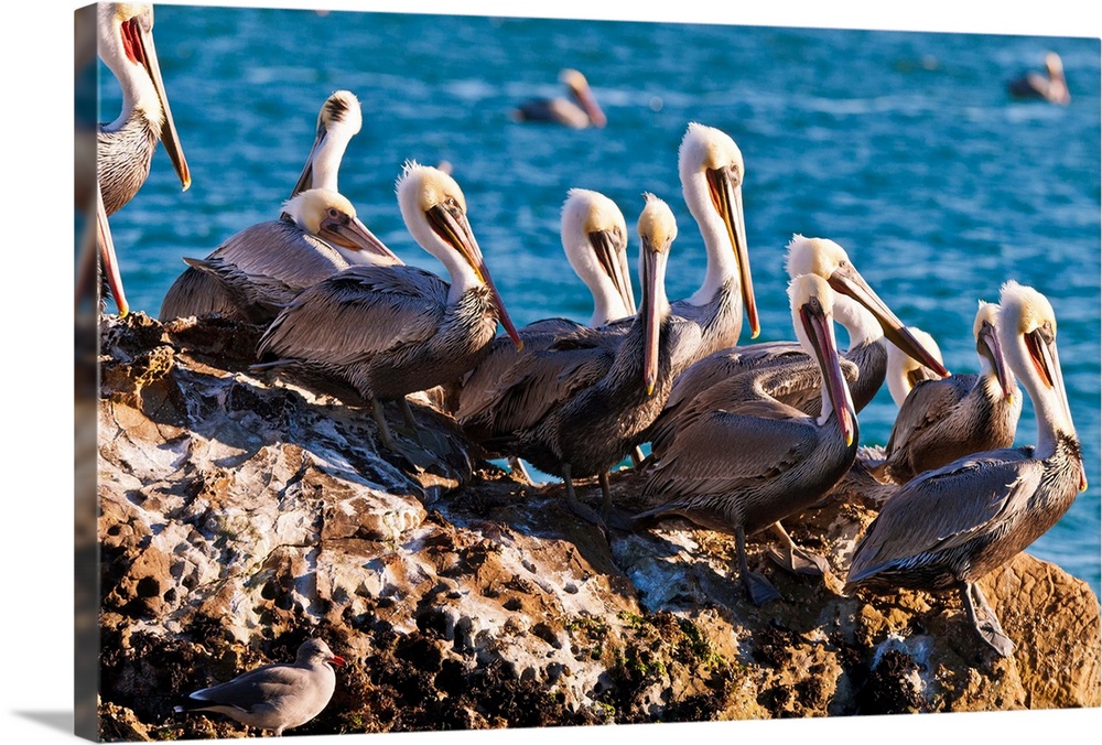 California brown pelicans (Pelecanus occidentalis), Avila Beach, California USA.