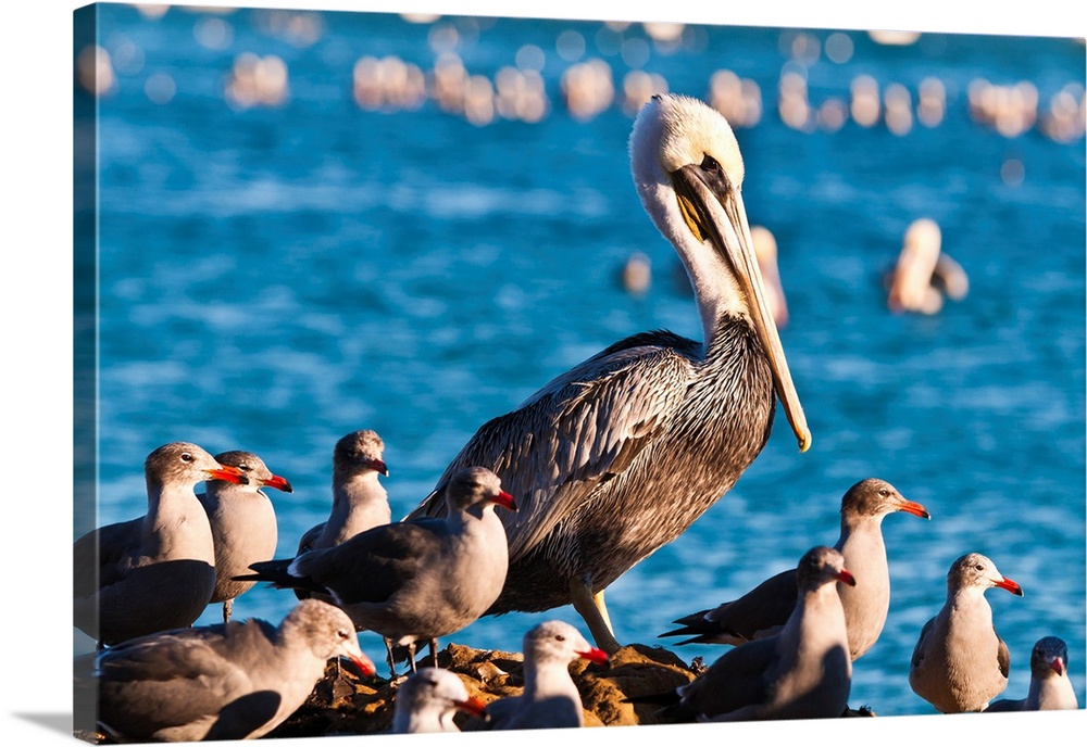 California brown pelicans (Pelecanus occidentalis), Avila Beach, California USA.