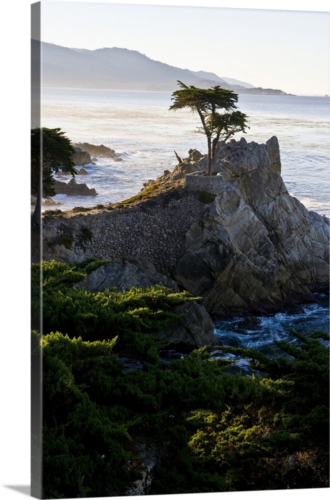California, Carmel-by-the-Sea. Sunrise lights the famous Lone Cypress as viewed from 17 Mile Drive.