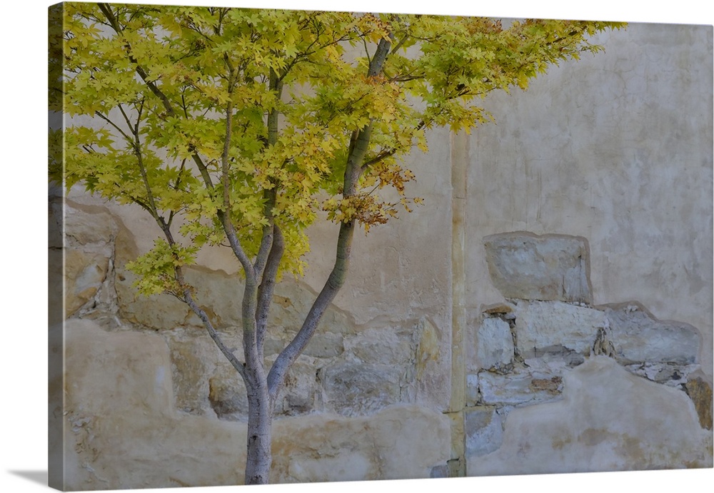USA, California, Carmel. Inside the grounds at the Carmel Mission Basilica Museum tree in fall color against stucco wall.