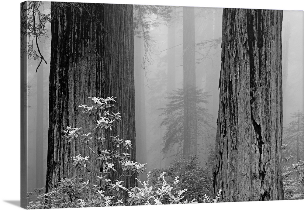 California, del Norte Coast Redwoods State Park, redwood trees in fog with rhododendrons.