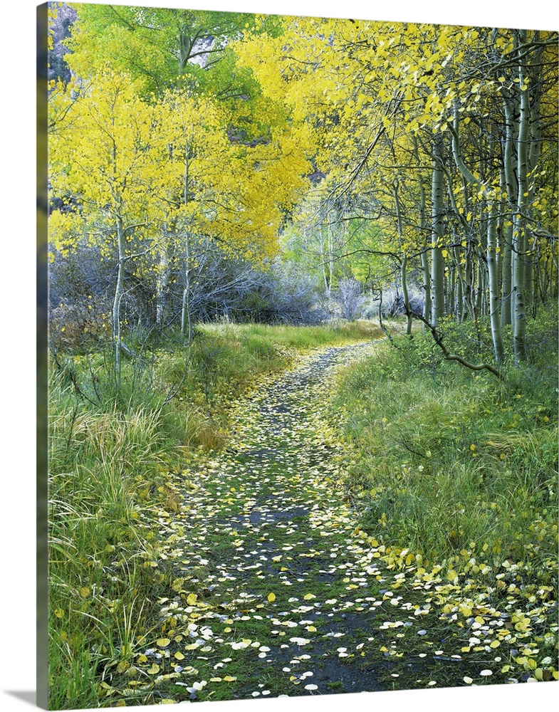 USA, California, Eastern Sierra Mountains. Leaf-covered path leads into an aspen forest.