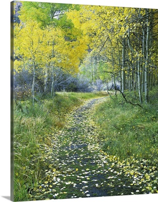 California, Eastern Sierra Mountains, leaf-covered path leads into an aspen forest