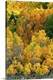 image thumbnail of USA, California, Eastern Sierra Nevada Mountains. Aspen trees in autumn color.