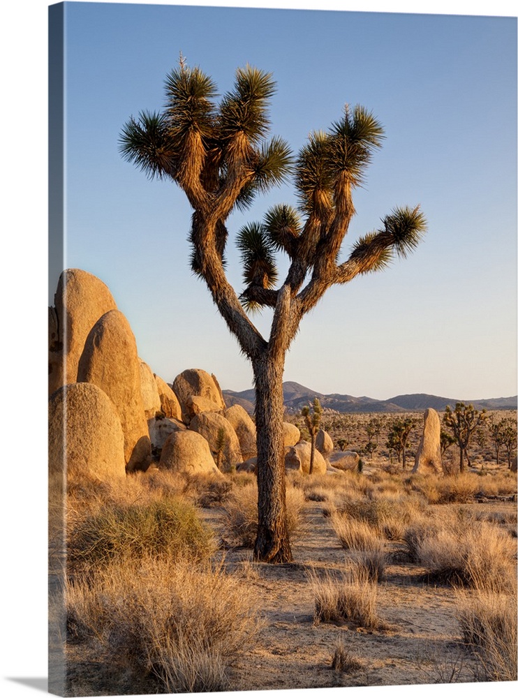 USA, California, Joshua Tree National Park, Late afternoon at Hidden Valley