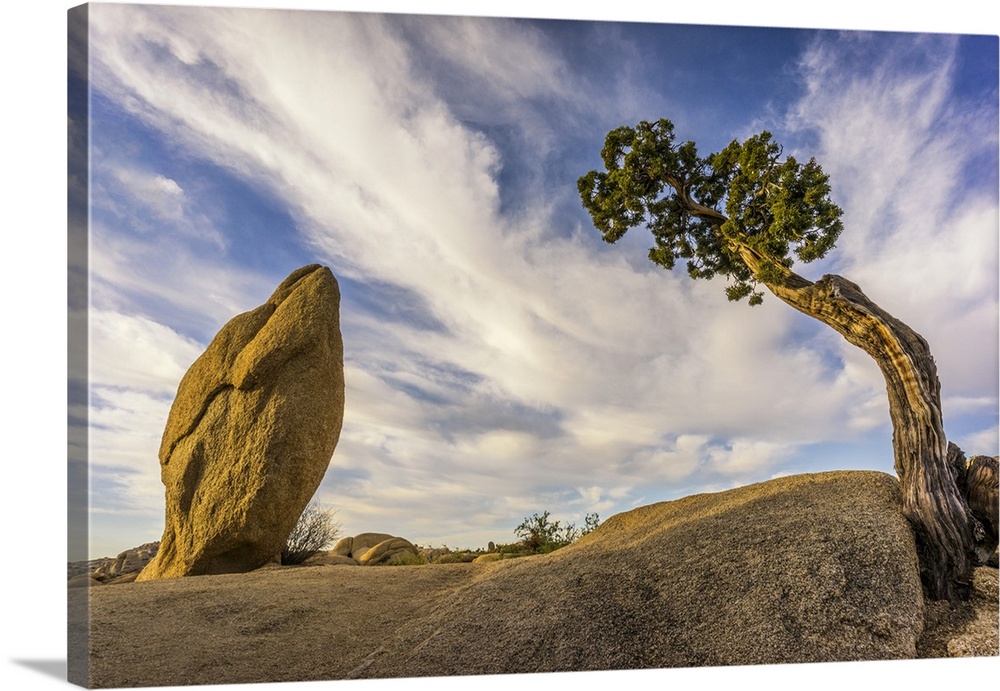 USA, California, Joshua Tree National Park. Bent tree and rock. Credit: Jim Nilsen / Jaynes Gallery