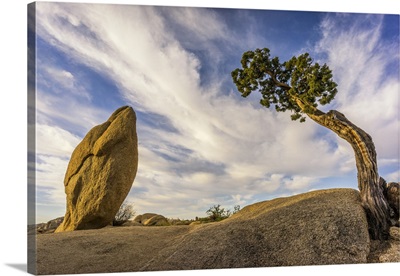 California, Joshua Tree National Park, Bent Tree And Rock