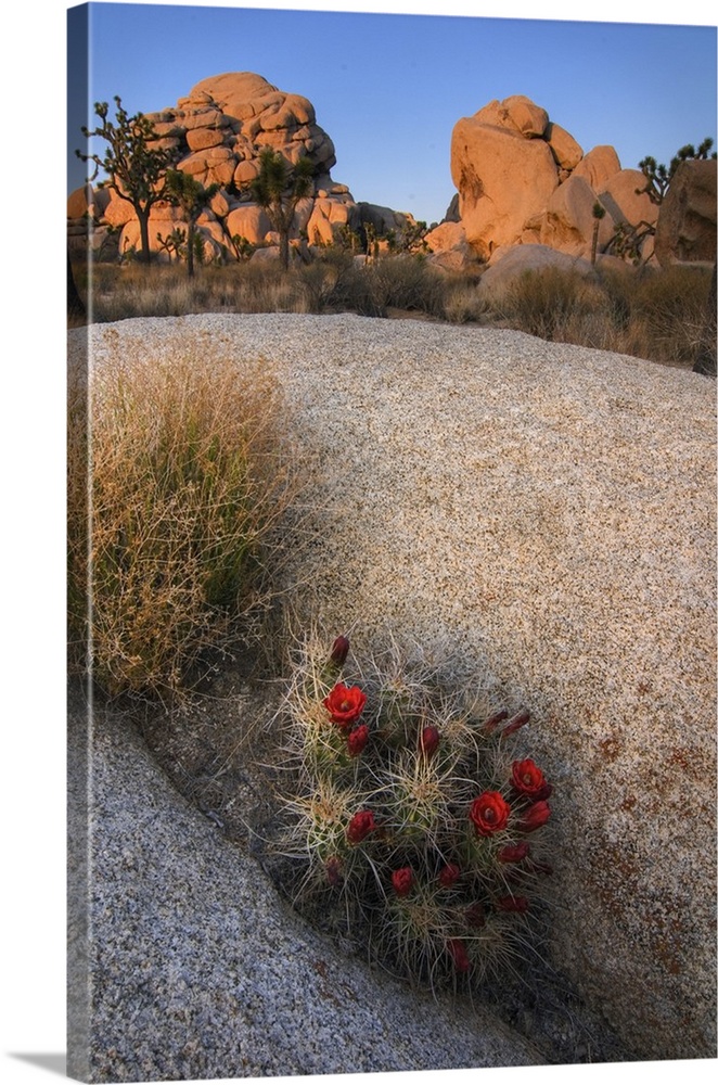 USA, California, Joshua Tree National Park. A desert cactus blooms amidst the park's rocky landscape.