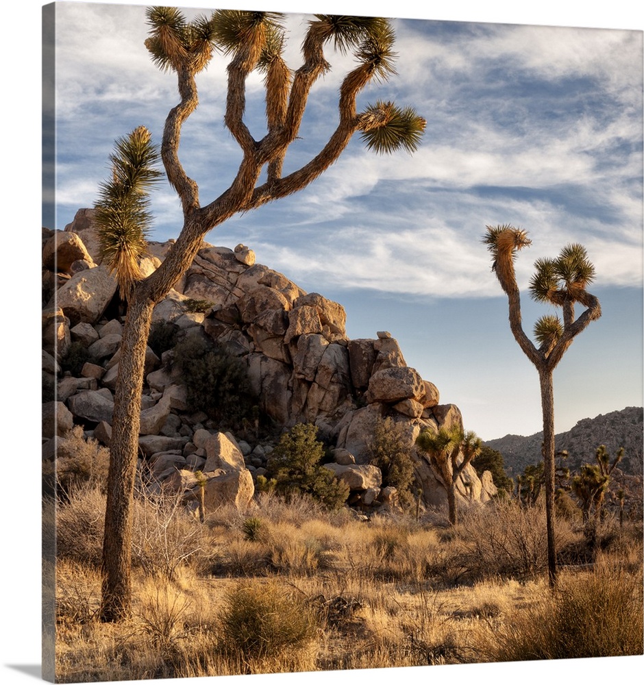 USA, California, Joshua Tree National Park, Joshua trees in Mojave Desert