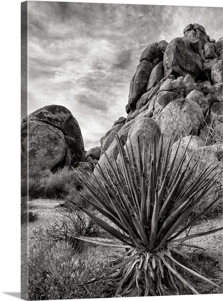USA, California, Joshua Tree National Park, Mojave Yucca plant, also called Spanish Dagger